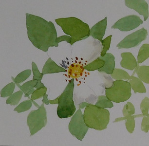 Christine C, Field Rose, watercolour greeting card.jpg
